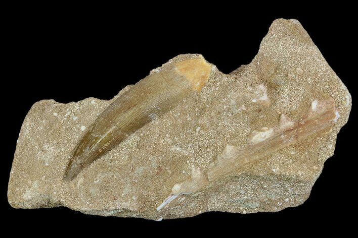 Fossil Plesiosaur (Zarafasaura) Tooth - Morocco #119671